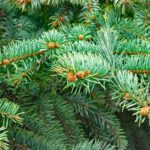 Fir Needle Essential Oil