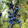 Juniperus communis fruit