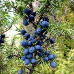 Juniper Berry Essential Oil