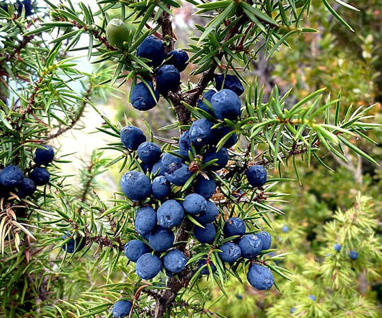Juniperus communis fruit
