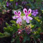 Geranium Essential Oil