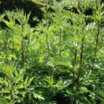 Armoise (Mugwort) Essential Oil