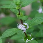 Peppermint (India) Essential Oil