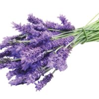 Lavender, French Essential Oil