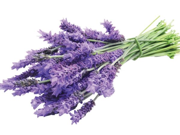 product Lavender