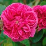 Rose (Absolute) Essential Oil