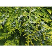 Cedar Leaf (Thuja) Essential Oil