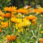 Calendula Essential Oil