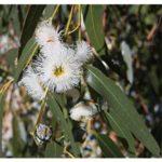 Eucalyptus Globulus Essential Oil