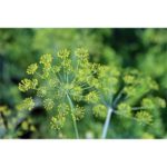 Fennel, Sweet Essential Oil