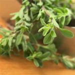 Marjoram Essential Oil