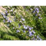 Rosemary Essential Oil