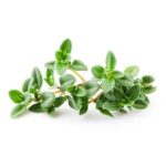 Thyme Essential Oil