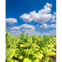 Tobacco (Absolute) Essential Oil