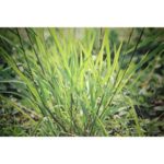 Vetiver Essential Oil