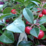 Wintergreen Essential Oil