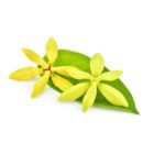 Ylang Ylang (1st distillation) Essential Oil