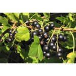 Black Currant Fragrance Oil