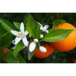 Neroli Fragrance Oil