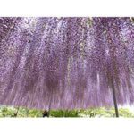 Wisteria Fragrance Oil