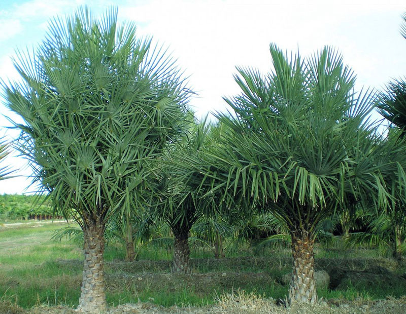 Nuvia Organics Carnauba Wax - USDA Certified, Non-GMO, Sustainably  Harvested Plant Based Wax; 4oz