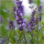 Lavender Essential Oil (Organic)