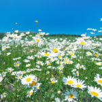 Chamomile, German (Blue) Essential Oil