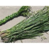 Sweetgrass Fragrance Oil - Seattle, WA - Zenith Supplies Inc