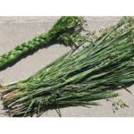 Sweetgrass Fragrance Oil