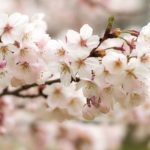 Plum Blossom Fragrance Oil