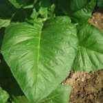 Tobacco Fragrance Oil