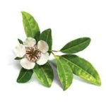 Copaiba Balsam Essential Oil