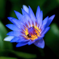 Blue Lotus and Moss Fragrance Oil
